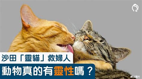 野貓有靈性嗎|沙田「靈貓」引領途人救婦人 動物真的有靈性嗎？